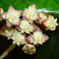 Hoya finlaysonii EPC-59