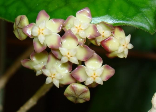 Hoya finlaysonii EPC-59