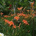 liliowce