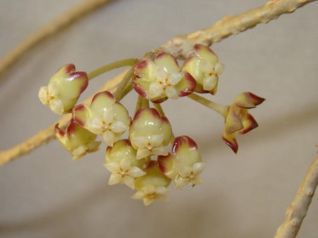 Hoya finlaysonii EPC-59