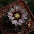 Gymnocalycium riojense v. guthianum CH 1133