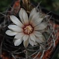 Gymnocalycium hossei