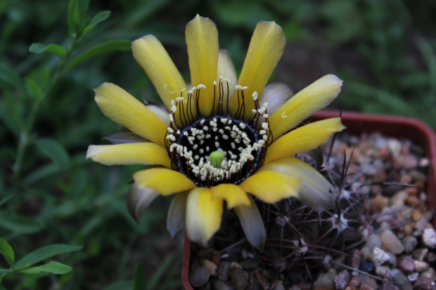 Lobivia marsoneri f. rubescens