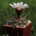 Gymnocalycium intertextum HU 1608, Soto, Córdoba, Argentina