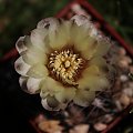 Gymnocalycium altagraciense STO 223