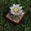 Gymnocalycium intertextum HU 1608, Soto, Córdoba, Argentina