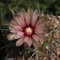 Gymnocalycium mazanense v. polycephalum, P 223 Sierra de Velasco, La Rioja, Argentina, 1500m