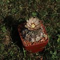 Gymnocalycium spec KL 008, Argentina., Cordoba, před Alpa Corral, 858m