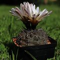 Gymnocalycium gibbosum var. chubutense JPR 36/89