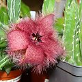 Stapelia