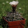 Gymnocalycium spec.