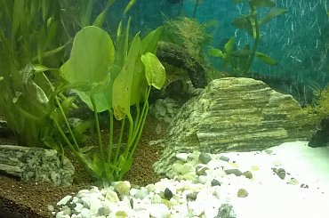 zomiren1 akwarium 4sierpnia2015 (2dni po zalaniu) #zomiren1 #akwarium #sierpień