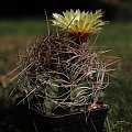 Astrophytum capricorne var senile