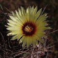 Astrophytum capricorne var senile