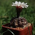 Gymnocalycium amerhauseri subsp. altagraciense