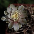 Gymnocalycium schickendantzii (michoga)