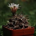 Gymnocalycium schickendantzii (michoga)