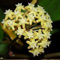 Hoya surigaoensis