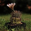 Gymnocalycium borthii, WP 89-64/78a, Sierra Pelado, San Luis, Argentina