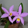 Lc Chian Tzy Ostelove 'CT Little Love'