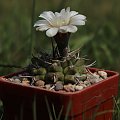 Gymnocalycium vatteri JPR 92-106/253, Barranca de los Loros, Cordoba, Argentina