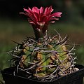 Gymnocalycium oenanthemum