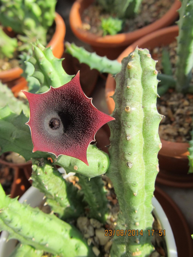 huernia aspera