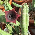 huernia aspera