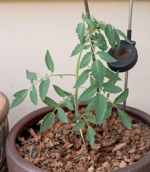 Sadzonka - pomidor bawole serce