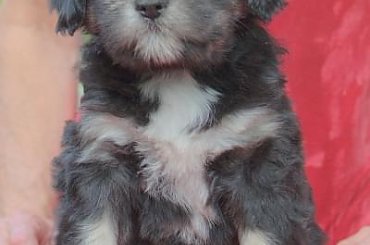 #PON #AmaCanem #PolskiOwczarekNizinny