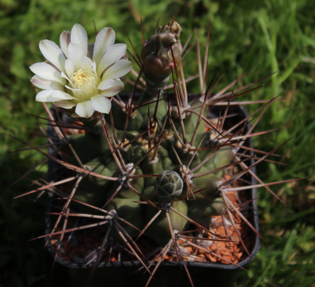 Gymnocalycium pungens