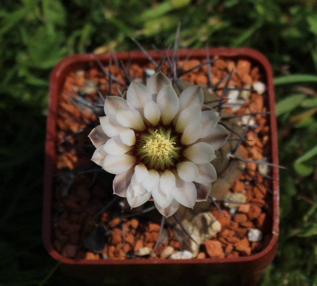 Gymnocalycium riojense v. paucispinum