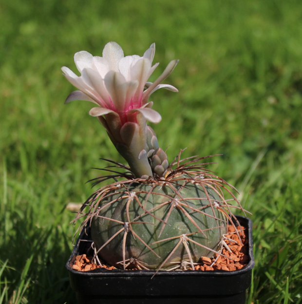 Gymnocalycium spegazzinii VS 120