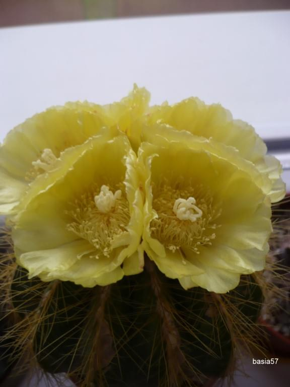 Notocactus magnificus