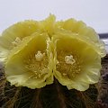 Notocactus magnificus