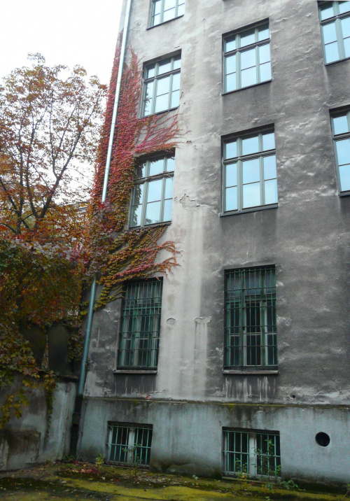 stare mury stuletniej szkoły przy ul. Syrokomli w Krakowie co roku nabierają o tej porze nowych barw :)