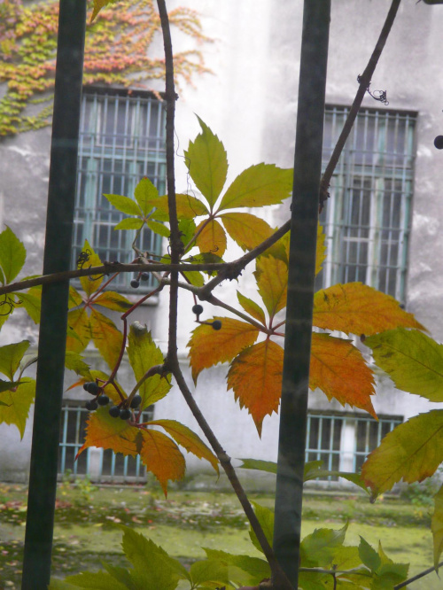 jesienny widok za oknem w pracy p.s. to nie więzienie wbrew kracie w oknie :)