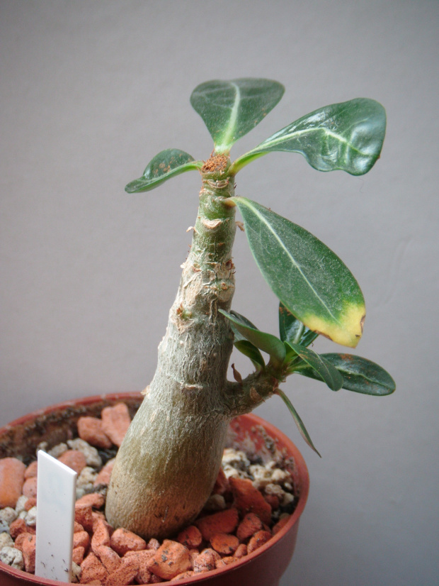 adenium