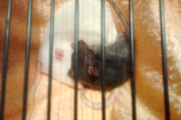 Vegas i Sammy 2 #szczur #szczury