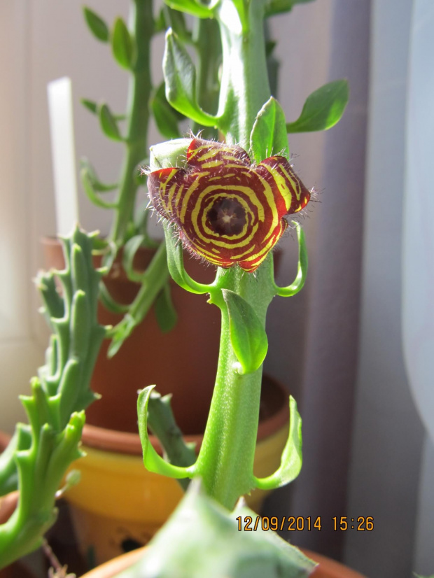 caralluma frerei