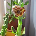 caralluma frerei
