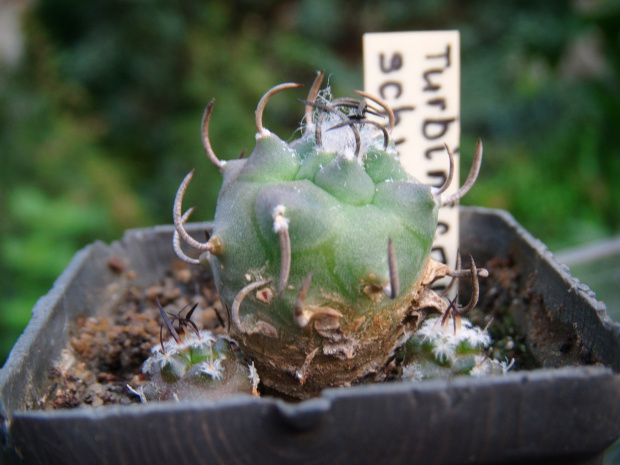 Turbinicarpus