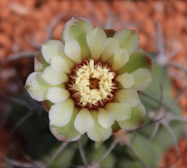 Gymnocalycium curvispinum, Portezuello