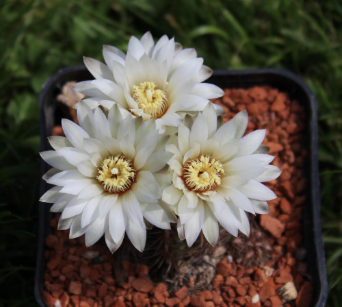 Gymnocalycium mesopotamicum P 241