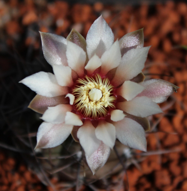 Gymnocalycium ochoterenae GN 86-5/4