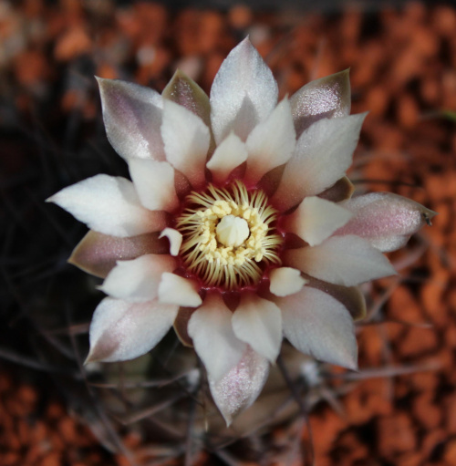 Gymnocalycium ochoterenae GN 86-5/4