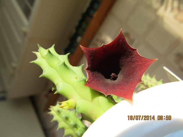 huernia aspera