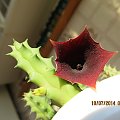 huernia aspera