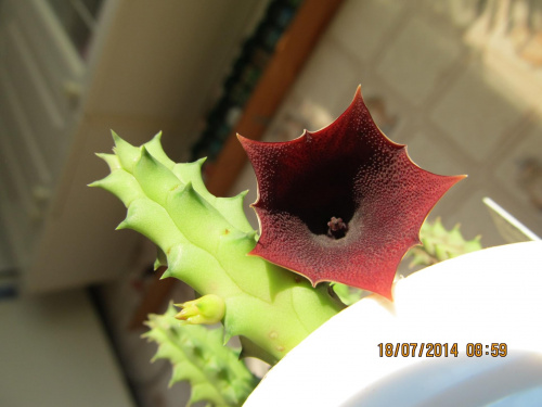 huernia aspera