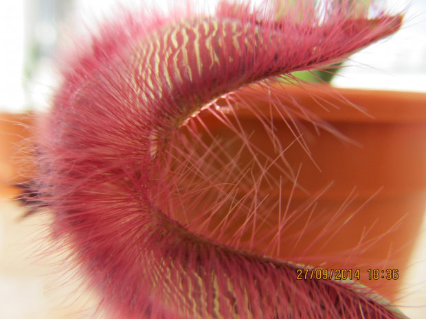 stapelia hirsuta